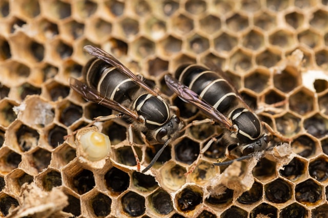 黒い蜂の正体とは？名称や危険性を解説